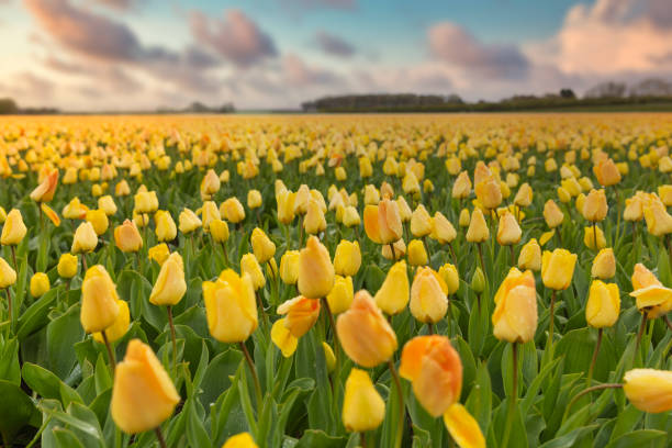istock Rows of yellow tulips in Dutch 1195695382