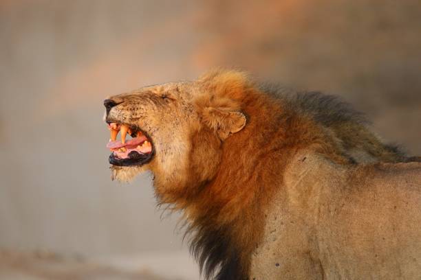 istock Lion at Lukimbi Game Lodge 1195697104