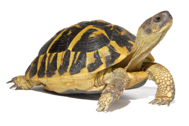 Tortoise Hermann tortoise in close-up isolated on a white background tortoise stock pictures, royalty-free photos & images
