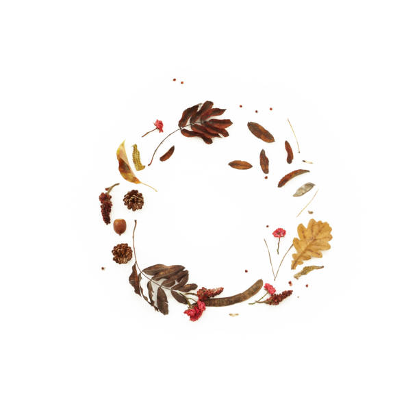 istock Dry flowers and leaves composition . Natural autumn frame on white background 1195702277