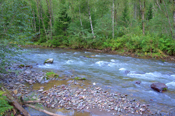 istock A small mountain river swiftly flowing around the stones in its path, flows through the morning forest. 1195702416