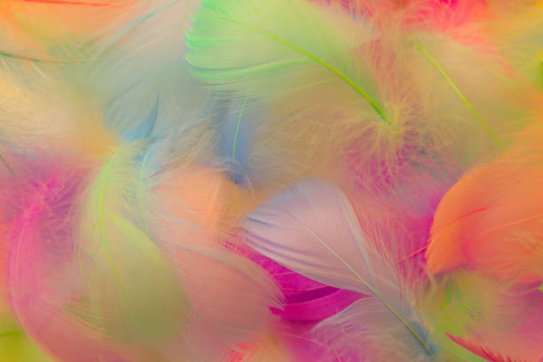 istock Beautiful abstract purple and blue feathers on white background and soft white pink feather texture on colorful pattern, colorful background 1195703987