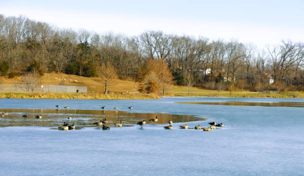 istock Frozen lake with geese 1195705974