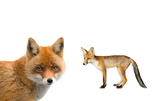 istock portrait fox and young fox isolated on a white 1195706014