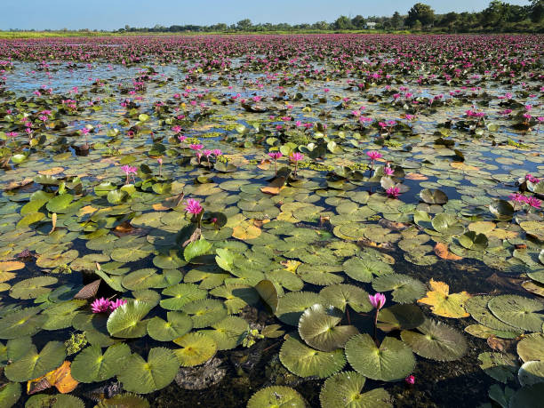 istock Lake With Lotus Water Lily 1195706724