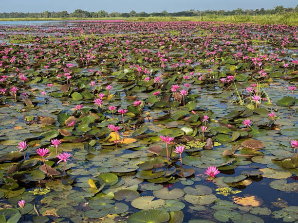 istock Lake With Lotus Water Lily 1195706728