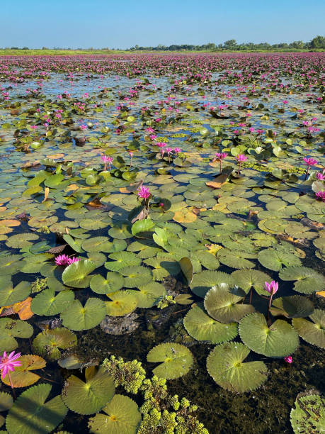 istock Lake With Lotus Water Lily 1195706733