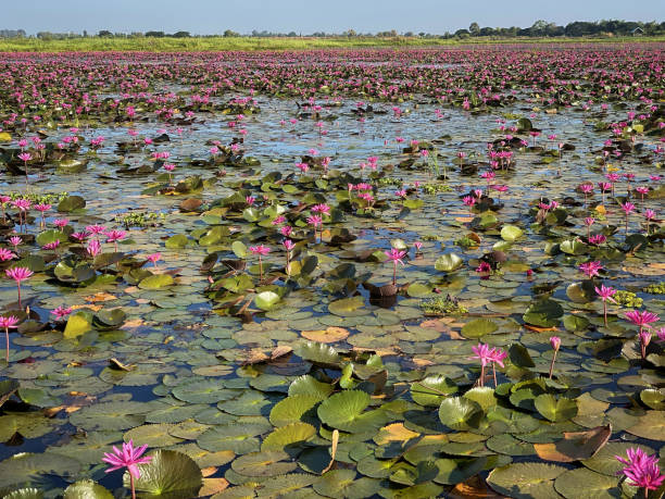 istock Lake With Lotus Water Lily 1195706734