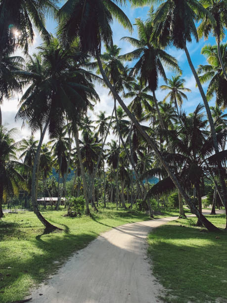 istock Road Amidst Palm Trees Against Sky 1195708613