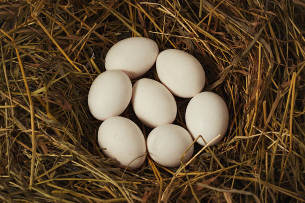 istock White Chicken Eggs in the Nest. Flat lay, top view 1195713988