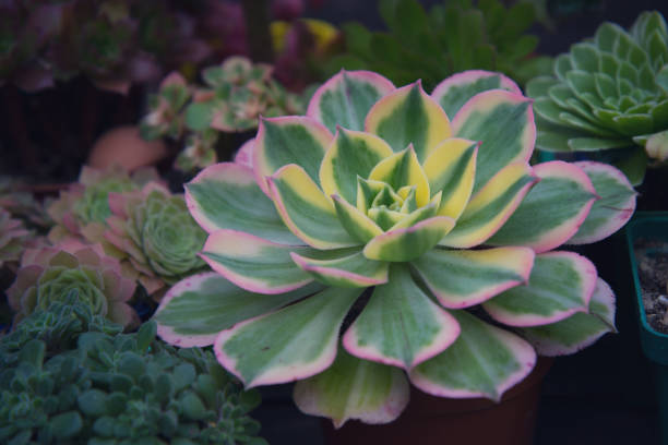 istock succulent variegated aeonium Sunburst with a pink border 1195716405