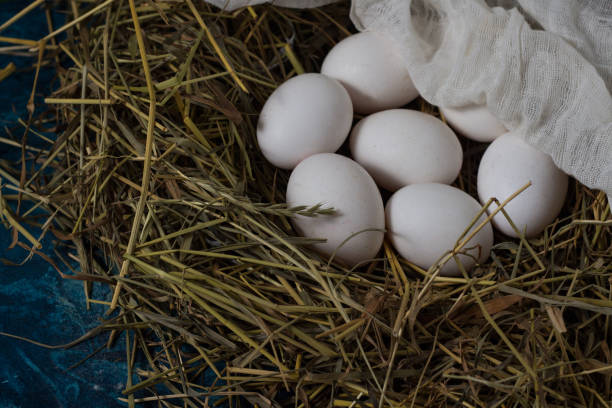 istock Eggs in the Nest on the Blue Background. Copy space. Flat lay, top view 1195716487