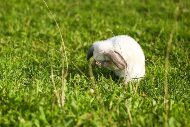 istock lop-eared rabbit washing himself in the grass 1195717309