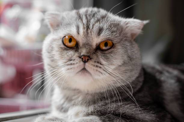 istock So cute of scottish fold cat. 1195719142