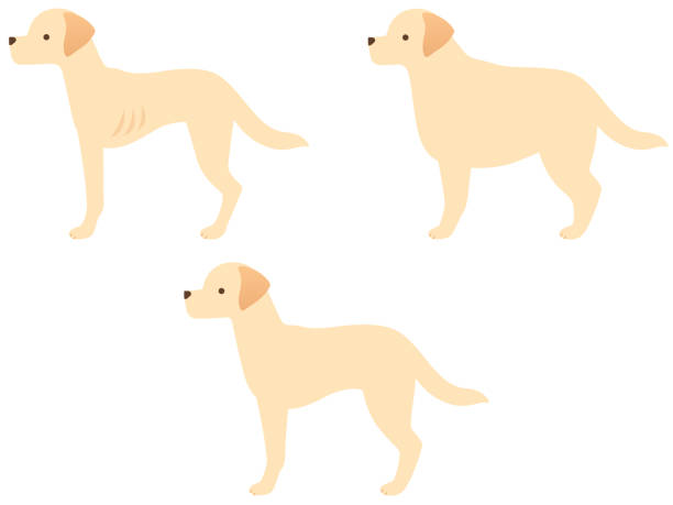 Illustration icon set of three types of dogs (obese / standard / slim) This is an illustration icon set of three types of dogs that are lean, standard, and fat. clip art of rib cage stock illustrations