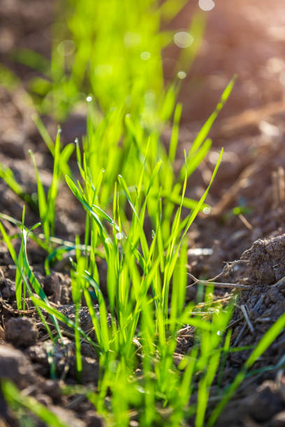 istock New wheat plants growing in field 1195720236