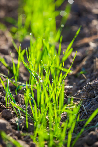 istock New wheat plants growing in field 1195720293