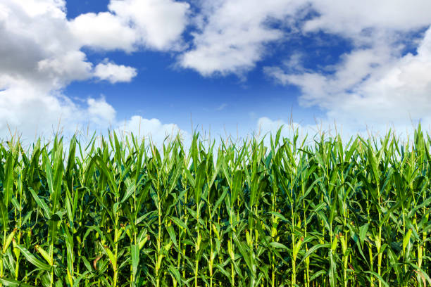 istock The corn plant in the field 1195720311