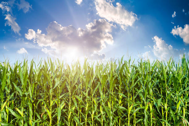 istock The corn plant in the field 1195720317