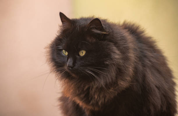 istock Portrait of a watching cat 1195721366