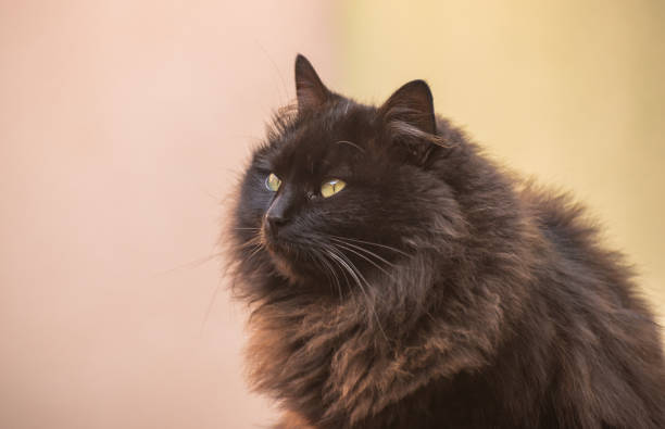istock Portrait of a watching cat 1195721369