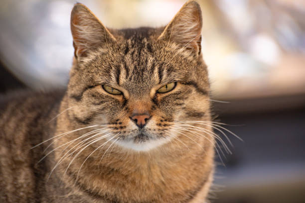 istock Portrait of a watching cat 1195721473