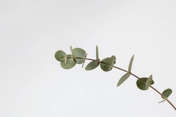 istock Fresh green eucalyptus leaves branch isolated on white background 1195721522