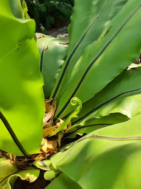 Closed up view of fresh green curled up leaves of Bird's-nest fern with natural light outdoor