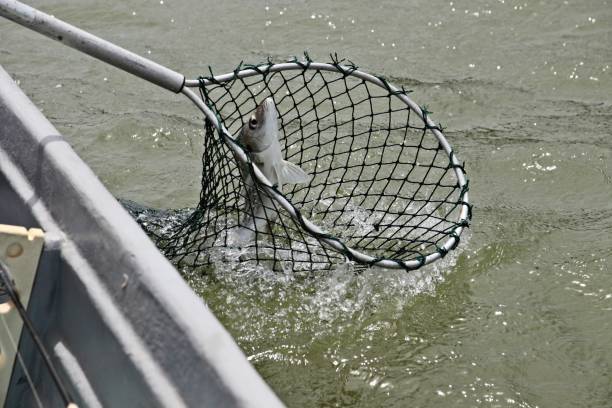 istock A fishing net with a wriggling spotted grunter fish inside. This image contains motion blur. 1195722745