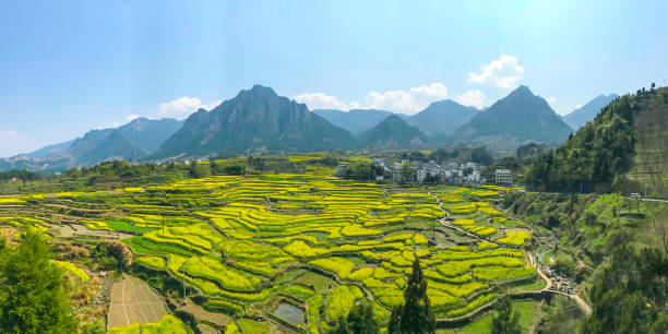 Rapeseed Field in Sichuan province， China Village and Rapeseed Field sichuan province stock pictures, royalty-free photos & images