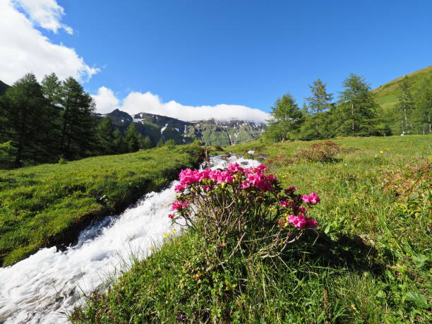 istock Mountain panorama with alpine rose and mountain stream 1195723569