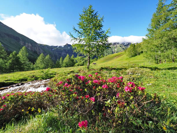 istock Mountain panorama with alpine rose and mountain stream 1195723662