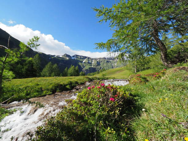 istock Mountain panorama with alpine rose and mountain stream 1195723789