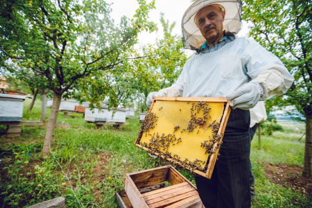 istock Beekeeper collecting honey 1195723943