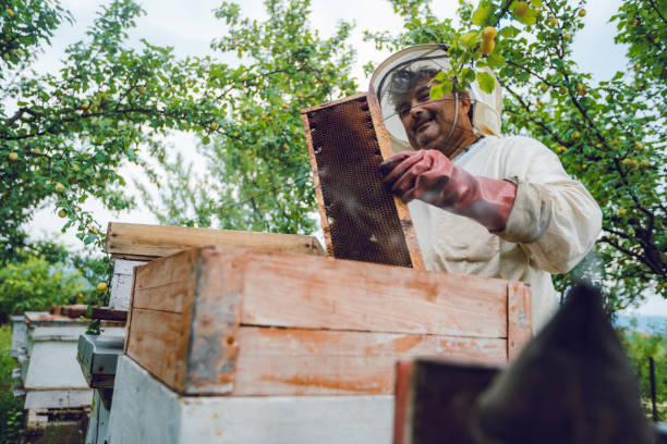 istock Beekeeper collecting honey 1195724523