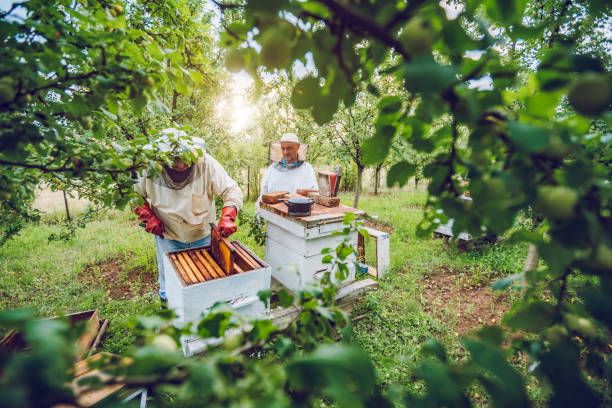 istock Beekeepers collecting honey 1195724675