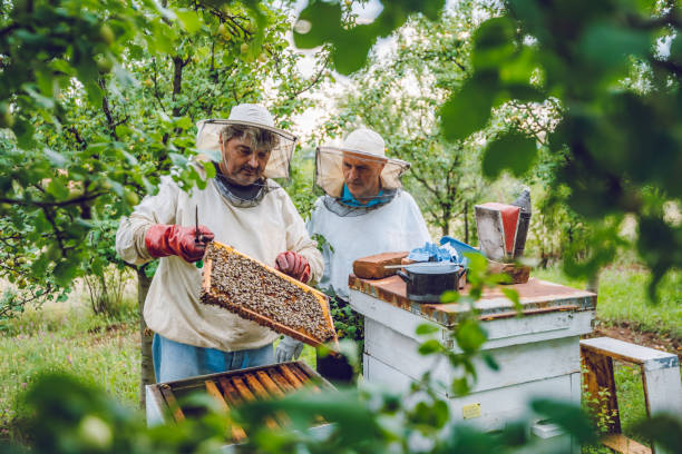 istock Beekeepers collecting honey 1195724690