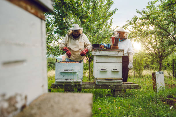istock Beekeepers collecting honey 1195724730