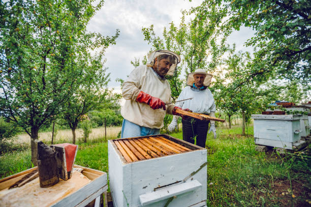 istock Beekeepers collecting honey 1195724772