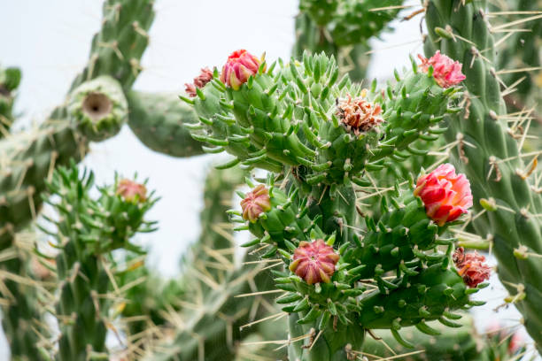 istock Cactus in Crete, cactus flower 1195726192
