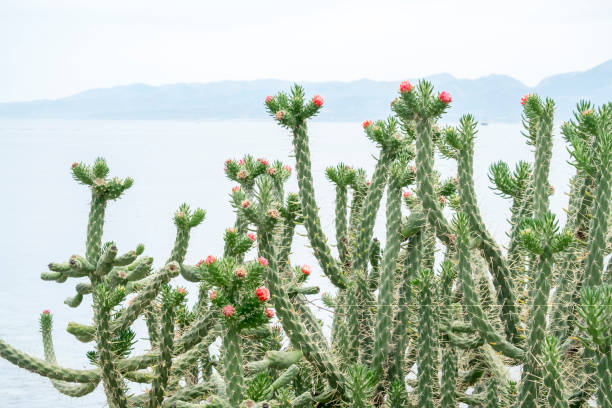 istock Cactus in Crete, cactus flower 1195726223