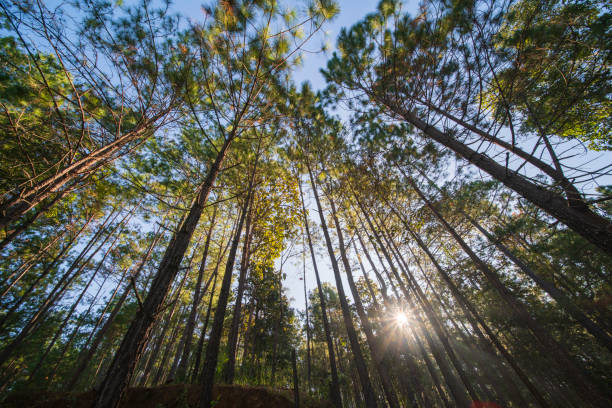 Look up in a dense pine forest ,Chiangmai Thailand