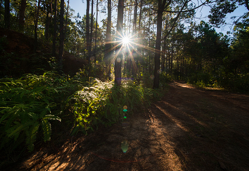 Sunbeams breaking through Pine Tree Forest at Sunrise,Chiangmai Thailand