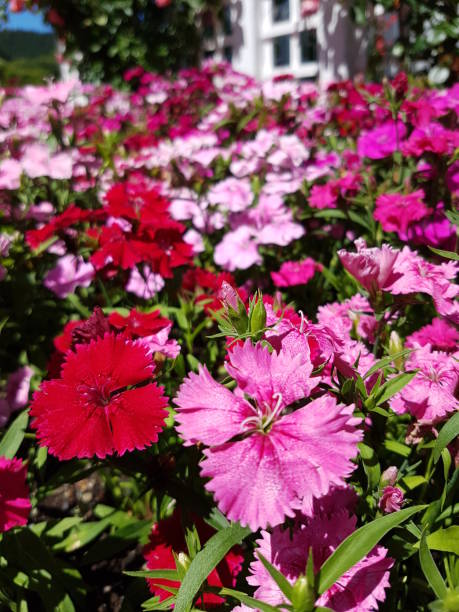 istock Close shot of Flower 1195727445