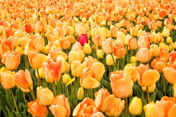 Photo of Beautiful creamy or yellow tulips on the field
