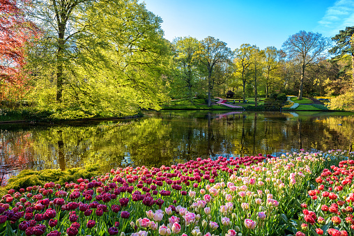Amazing nature landscape, royal garden Keukenhof at spring. Scenic view of famous park with colorful tulips, green lush foliage, blue sky and reflection in the water, travel background, Netherlands