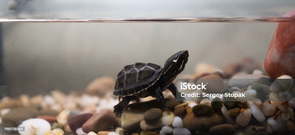 Common musk turtle Sternotherus odoratus in a pond. Animal Stock Photo