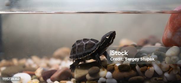 Common Musk Turtle Sternotherus Odoratus In A Pond Stock Photo - Download Image Now