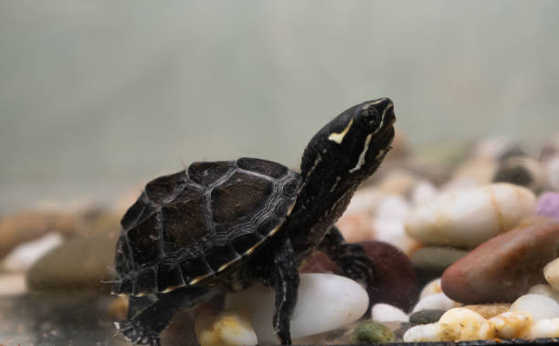 istock Common musk turtle Sternotherus odoratus in a pond 1195728358