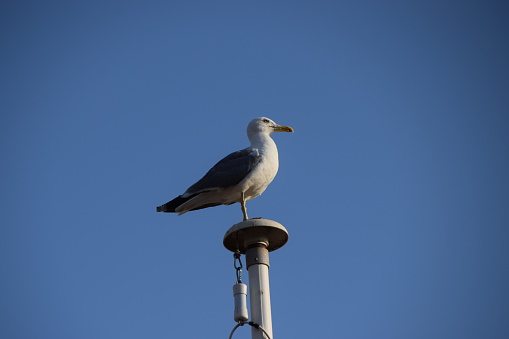 A seagull stands on a flagpole with clear blue sky background